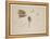 Woodcock Beak, Feet and Wing, C.1915 (W/C & Bodycolour over Pencil on Paper)-Archibald Thorburn-Framed Premier Image Canvas