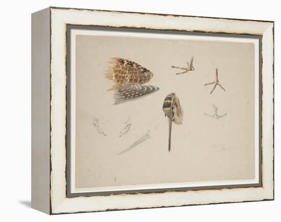 Woodcock Beak, Feet and Wing, C.1915 (W/C & Bodycolour over Pencil on Paper)-Archibald Thorburn-Framed Premier Image Canvas