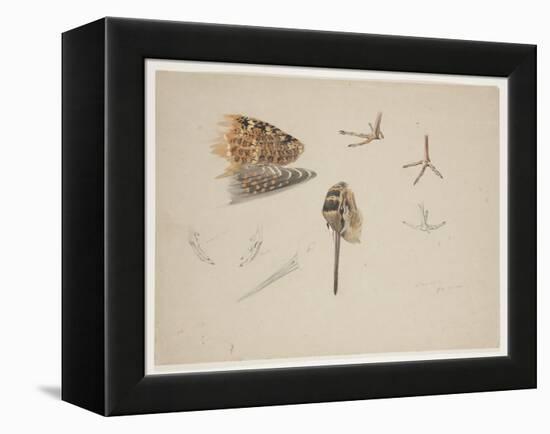 Woodcock Beak, Feet and Wing, C.1915 (W/C & Bodycolour over Pencil on Paper)-Archibald Thorburn-Framed Premier Image Canvas