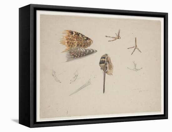 Woodcock Beak, Feet and Wing, C.1915 (W/C & Bodycolour over Pencil on Paper)-Archibald Thorburn-Framed Premier Image Canvas