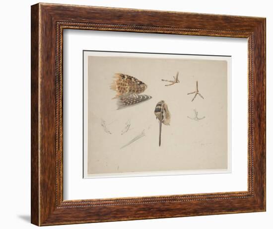 Woodcock Beak, Feet and Wing, C.1915 (W/C & Bodycolour over Pencil on Paper)-Archibald Thorburn-Framed Giclee Print