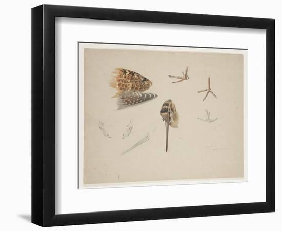 Woodcock Beak, Feet and Wing, C.1915 (W/C & Bodycolour over Pencil on Paper)-Archibald Thorburn-Framed Giclee Print