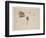 Woodcock Beak, Feet and Wing, C.1915 (W/C & Bodycolour over Pencil on Paper)-Archibald Thorburn-Framed Giclee Print