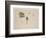 Woodcock Beak, Feet and Wing, C.1915 (W/C & Bodycolour over Pencil on Paper)-Archibald Thorburn-Framed Giclee Print