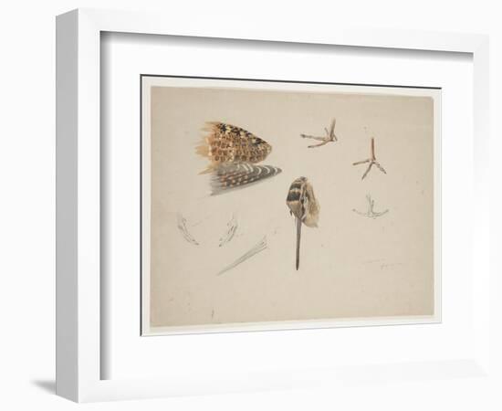 Woodcock Beak, Feet and Wing, C.1915 (W/C & Bodycolour over Pencil on Paper)-Archibald Thorburn-Framed Giclee Print