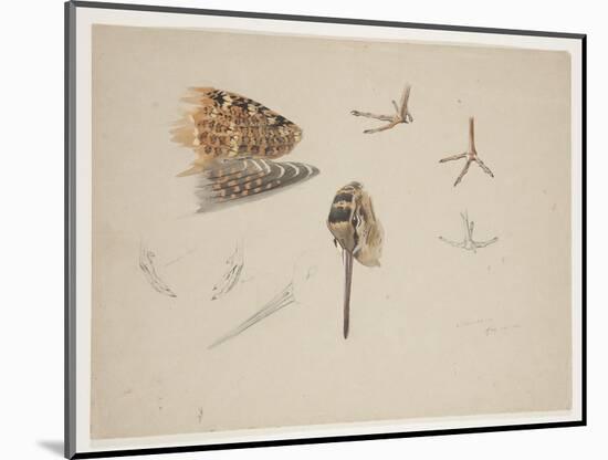 Woodcock Beak, Feet and Wing, C.1915 (W/C & Bodycolour over Pencil on Paper)-Archibald Thorburn-Mounted Giclee Print