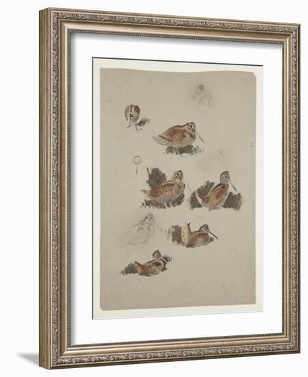 Woodcock, C.1915 (W/C & Bodycolour over Pencil on Paper)-Archibald Thorburn-Framed Giclee Print