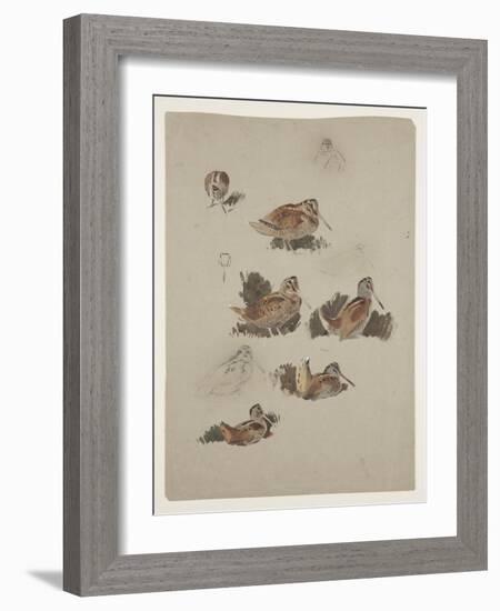 Woodcock, C.1915 (W/C & Bodycolour over Pencil on Paper)-Archibald Thorburn-Framed Giclee Print