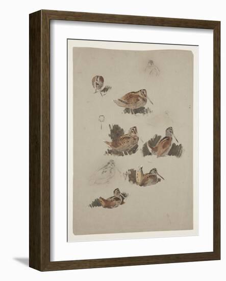 Woodcock, C.1915 (W/C & Bodycolour over Pencil on Paper)-Archibald Thorburn-Framed Giclee Print