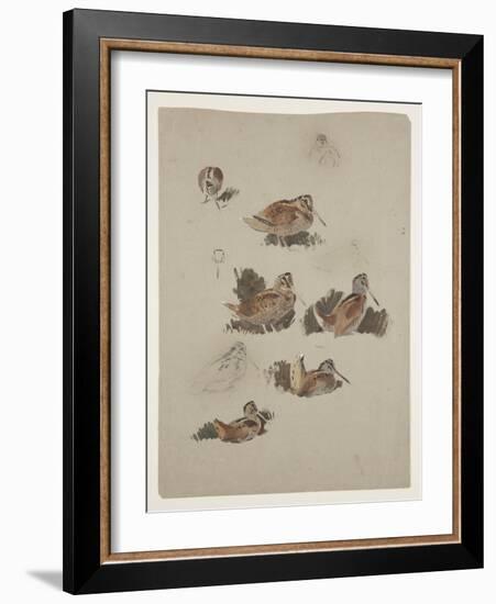 Woodcock, C.1915 (W/C & Bodycolour over Pencil on Paper)-Archibald Thorburn-Framed Giclee Print