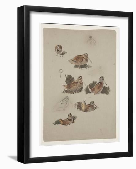 Woodcock, C.1915 (W/C & Bodycolour over Pencil on Paper)-Archibald Thorburn-Framed Giclee Print