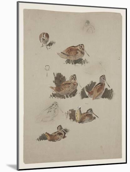 Woodcock, C.1915 (W/C & Bodycolour over Pencil on Paper)-Archibald Thorburn-Mounted Giclee Print