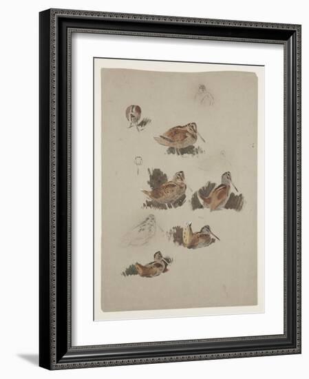 Woodcock, C.1915 (W/C & Bodycolour over Pencil on Paper)-Archibald Thorburn-Framed Giclee Print