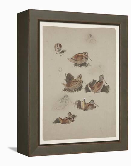 Woodcock, C.1915 (W/C & Bodycolour over Pencil on Paper)-Archibald Thorburn-Framed Premier Image Canvas