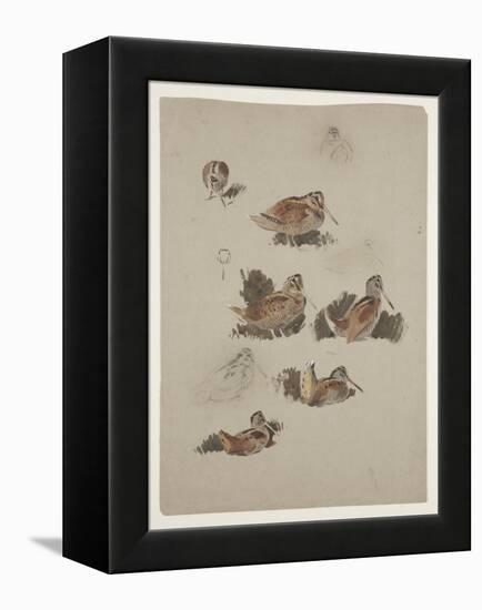 Woodcock, C.1915 (W/C & Bodycolour over Pencil on Paper)-Archibald Thorburn-Framed Premier Image Canvas