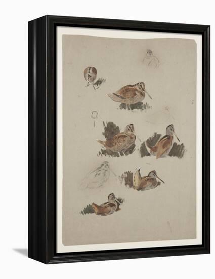 Woodcock, C.1915 (W/C & Bodycolour over Pencil on Paper)-Archibald Thorburn-Framed Premier Image Canvas