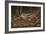 Woodcock in Hiding-Wilhelm Goebel-Framed Giclee Print