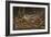 Woodcock in Hiding-Wilhelm Goebel-Framed Giclee Print