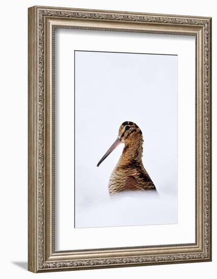 Woodcock in snow, Berwickshire, Scotland-Laurie Campbell-Framed Photographic Print