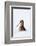 Woodcock in snow, Berwickshire, Scotland-Laurie Campbell-Framed Photographic Print