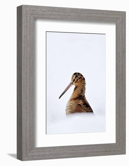 Woodcock in snow, Berwickshire, Scotland-Laurie Campbell-Framed Photographic Print