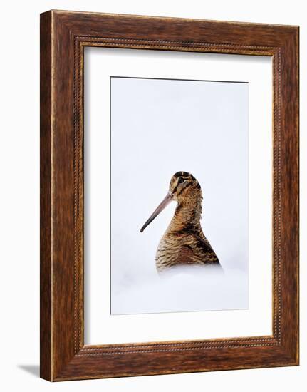 Woodcock in snow, Berwickshire, Scotland-Laurie Campbell-Framed Photographic Print