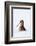 Woodcock in snow, Berwickshire, Scotland-Laurie Campbell-Framed Photographic Print