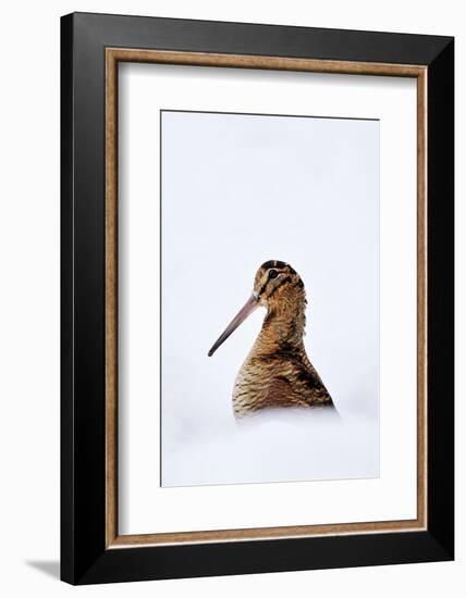 Woodcock in snow, Berwickshire, Scotland-Laurie Campbell-Framed Photographic Print