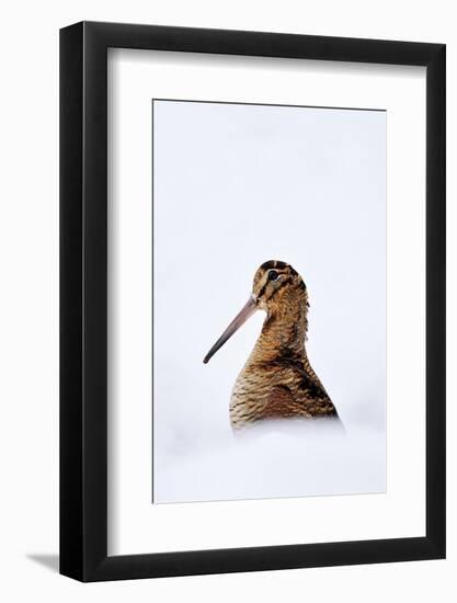 Woodcock in snow, Berwickshire, Scotland-Laurie Campbell-Framed Photographic Print