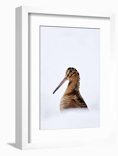 Woodcock in snow, Berwickshire, Scotland-Laurie Campbell-Framed Photographic Print