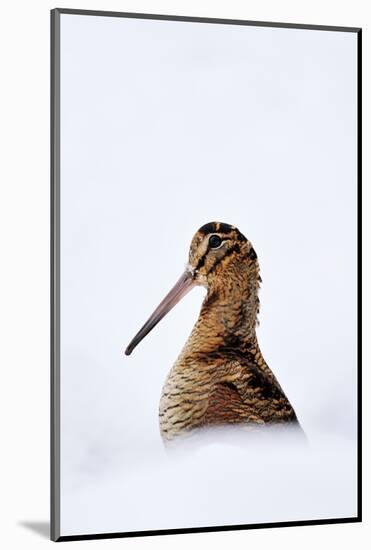 Woodcock in snow, Berwickshire, Scotland-Laurie Campbell-Mounted Photographic Print