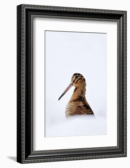 Woodcock in snow, Berwickshire, Scotland-Laurie Campbell-Framed Photographic Print