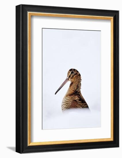 Woodcock in snow, Berwickshire, Scotland-Laurie Campbell-Framed Photographic Print