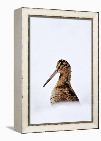 Woodcock in snow, Berwickshire, Scotland-Laurie Campbell-Framed Premier Image Canvas