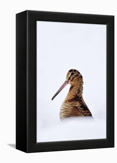 Woodcock in snow, Berwickshire, Scotland-Laurie Campbell-Framed Premier Image Canvas