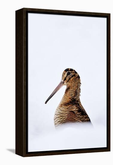 Woodcock in snow, Berwickshire, Scotland-Laurie Campbell-Framed Premier Image Canvas