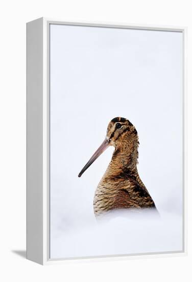 Woodcock in snow, Berwickshire, Scotland-Laurie Campbell-Framed Premier Image Canvas