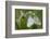 Woodcock Orchid (Ophrys Cornuta-Scolopax) With Black Veined White Butterflies (Aporia Crataegi)-Widstrand-Framed Photographic Print