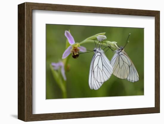 Woodcock Orchid (Ophrys Cornuta-Scolopax) With Black Veined White Butterflies (Aporia Crataegi)-Widstrand-Framed Photographic Print