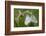 Woodcock Orchid (Ophrys Cornuta-Scolopax) With Black Veined White Butterflies (Aporia Crataegi)-Widstrand-Framed Photographic Print