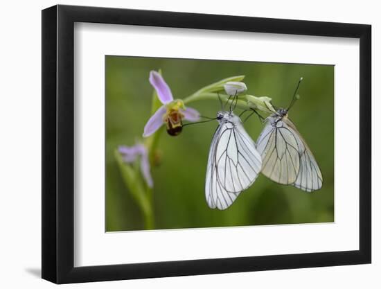 Woodcock Orchid (Ophrys Cornuta-Scolopax) With Black Veined White Butterflies (Aporia Crataegi)-Widstrand-Framed Photographic Print