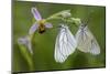 Woodcock Orchid (Ophrys Cornuta-Scolopax) With Black Veined White Butterflies (Aporia Crataegi)-Widstrand-Mounted Photographic Print