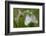 Woodcock Orchid (Ophrys Cornuta-Scolopax) With Black Veined White Butterflies (Aporia Crataegi)-Widstrand-Framed Photographic Print
