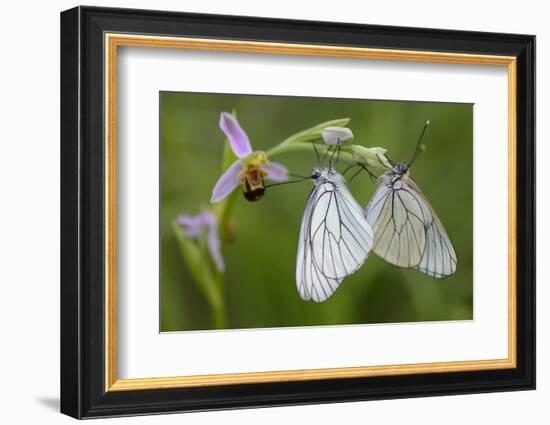 Woodcock Orchid (Ophrys Cornuta-Scolopax) With Black Veined White Butterflies (Aporia Crataegi)-Widstrand-Framed Photographic Print