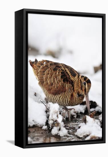 Woodcock probing for invertebrate prey in marsh in wintry conditions, Berwickshire, Scotland-Laurie Campbell-Framed Premier Image Canvas