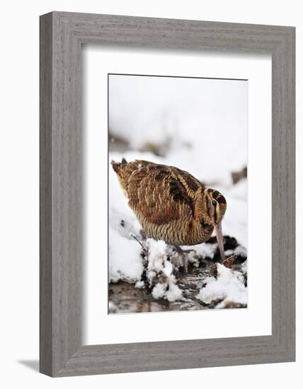 Woodcock probing for invertebrate prey in marsh in wintry conditions, Berwickshire, Scotland-Laurie Campbell-Framed Photographic Print