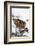 Woodcock probing for invertebrate prey in marsh in wintry conditions, Berwickshire, Scotland-Laurie Campbell-Framed Photographic Print
