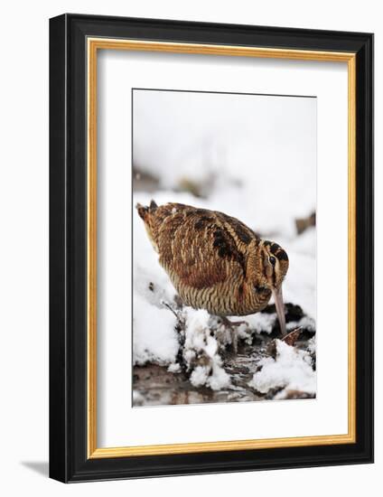 Woodcock probing for invertebrate prey in marsh in wintry conditions, Berwickshire, Scotland-Laurie Campbell-Framed Photographic Print