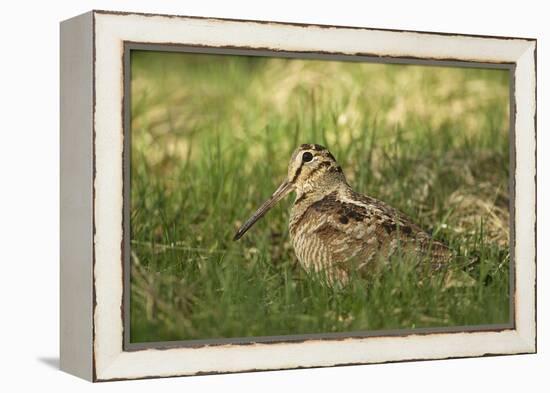 Woodcock (Scolopax Rusticola) Adult in Spring, Scotland, UK, April-Mark Hamblin-Framed Premier Image Canvas