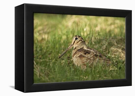 Woodcock (Scolopax Rusticola) Adult in Spring, Scotland, UK, April-Mark Hamblin-Framed Premier Image Canvas